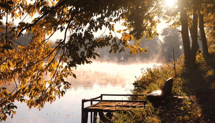 Environmentally Healthy Shorelines in Muskoka