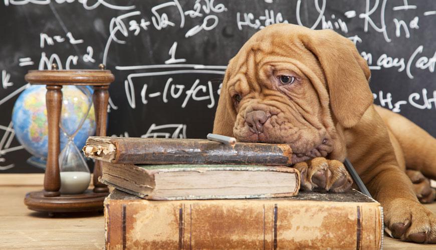 Pet Provisions in Lease Agreements