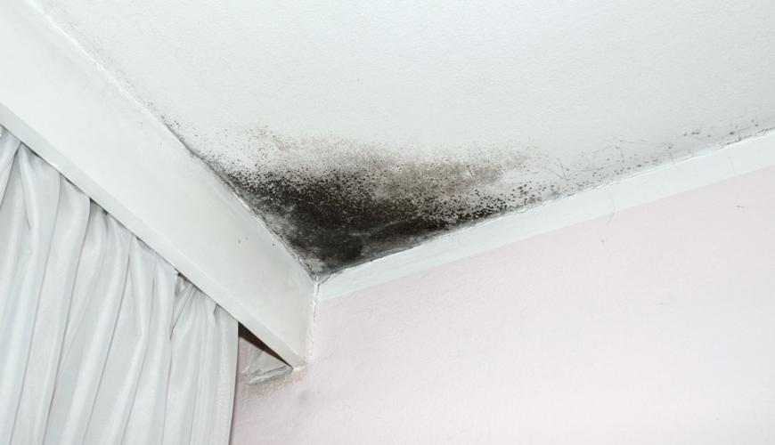 Mold and your home