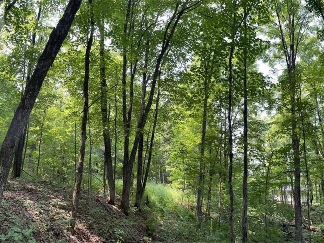 LOT 1 COLONIAL Road, 