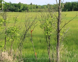 Property for Sale on Lot 2 1521 Kilworthy Road, Gravenhurst (Morrison)