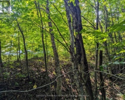 Property for Sale on 1031 HAVEN ROAD, 